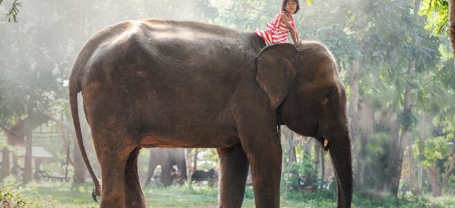 (c) Pixabay, Elefant im freien, ein Mädchen sitzt auf seinem Genick